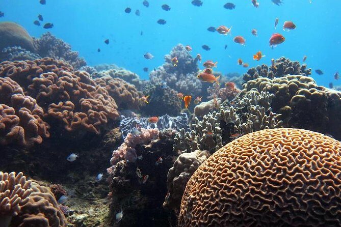Bloo Lagoon Snorkeling East Bali Includes Transportation & Lunch - Final Thoughts on Value and Suitability