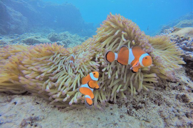 Blue Cave Area Experience Diving!Free feeding & photo images Chinese guide available!1 group with a dedicated instructor - Why Youll Love This Tour