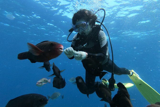 Blue Cave Area Experience Diving!Free feeding & photo images Chinese guide available!1 group with a dedicated instructor - Practical Considerations and Requirements