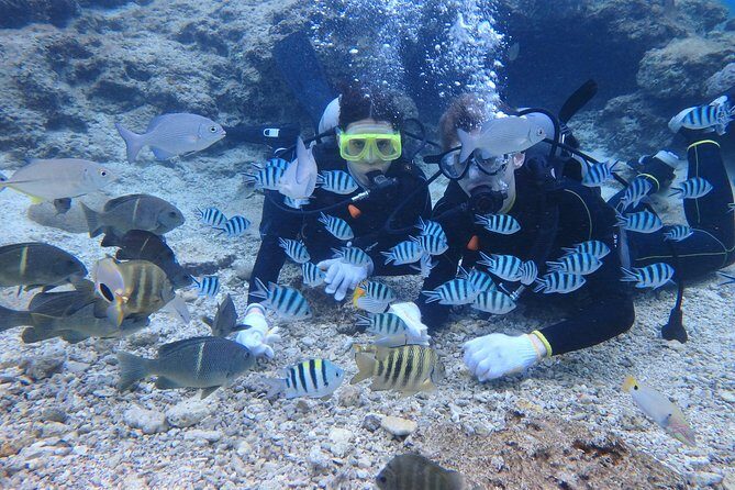 Blue Cave Area Experience Diving!Free feeding & photo images Chinese guide available!1 group with a dedicated instructor - FAQ