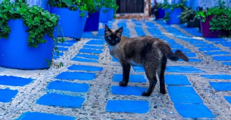 Blue City magic: Affordable Day Trip from Fez to Chefchaouen - A Practical Look at the Experience
