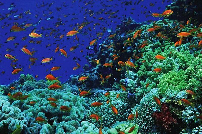 Blue Hole Snorkeling Tour with lunch from Dahab - FAQ