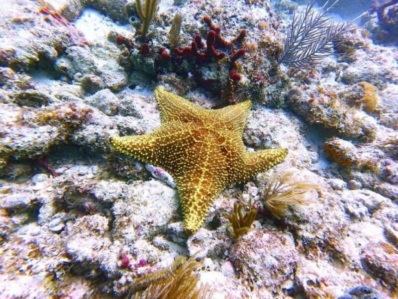 Blue Lagoon Snorkeling, The Rock, Kuza Cave, Mnemba Island - Key Points