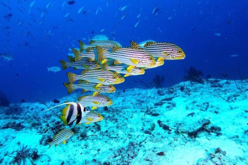 Blue Lagoon Snorkeling, The Rock, Kuza Cave, Mnemba Island - Practicalities and Value