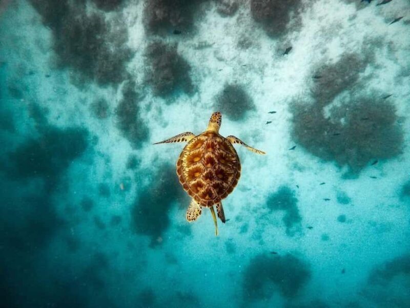 Blue Lagoon Snorkeling, The Rock, Kuza Cave, Mnemba Island - The Sum Up