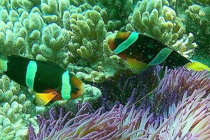 Blue Lagoon Snorkeling with Lunch and Private Transport - A Closer Look: What It’s Like
