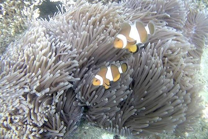 Blue Lagoon & Tanjung Jepun Snorkeling Private Tour - Real Traveler Perspectives