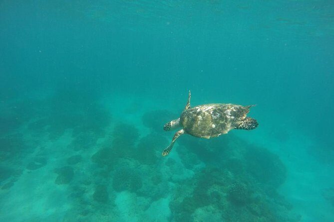 Blue Lagoon & Tanjung Jepun Snorkeling Private Tour - Who Should Consider This Tour?