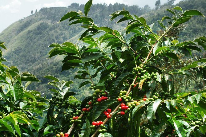 Blue Mountain Coffee and Sightseeing Tour - Key Points