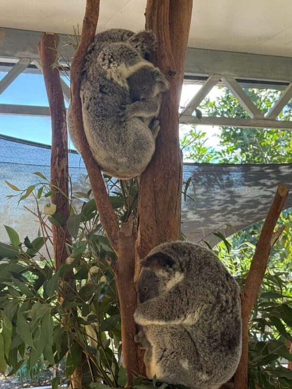 Blue Mountain Small Group Scenic World, Wildlife, Waterfall - FAQ