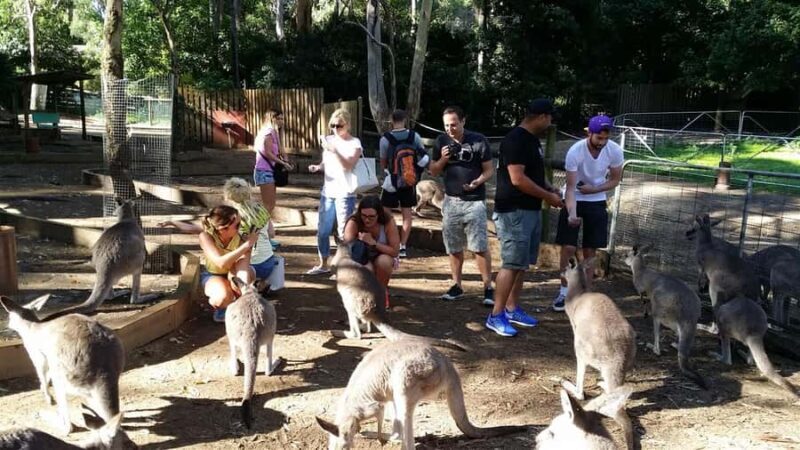 Blue Mountains: Aboriginal Experience Day Tour from Sydney - The Practicalities: Transportation, Timing, and Group Size