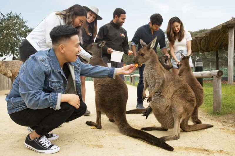 Blue Mountains Adventure: Scenic World, Zoo & Koala Photo - The Ferry Ride: Sydney Harbour’s Grand Finale