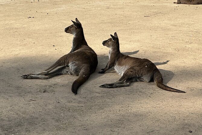Blue Mountains and Australian Native Animals - Final Thoughts: Is This Tour Worth It?