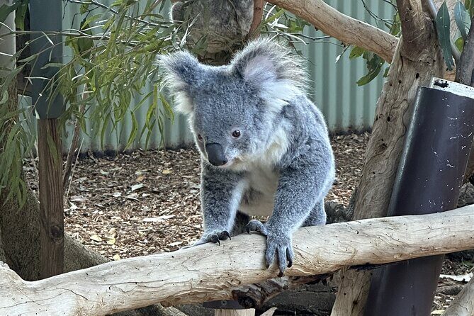 Blue Mountains and Australian Native Animals - Frequently Asked Questions