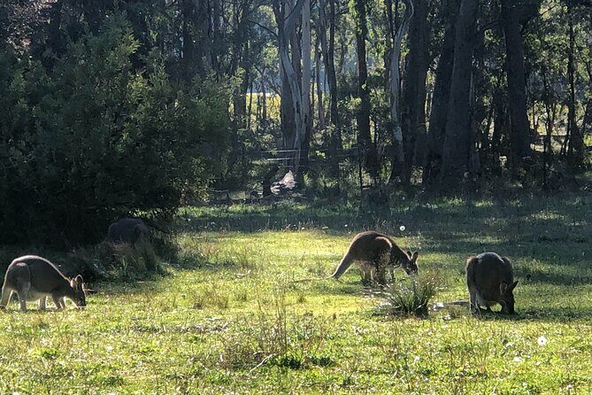 Blue Mountains Day, Sunset Tour & Glow Worms Night Adventure - Final Thoughts