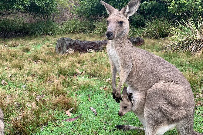 Blue Mountains Day, Sunset Tour & Glow Worms Night Adventure - FAQs
