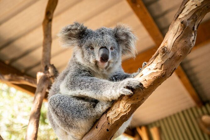 Blue Mountains Day Tour : Featherdale & Bush walk (15 ppl LUX) - Key Points