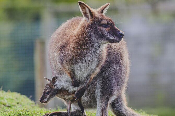 Blue Mountains Day Tour : Featherdale & Bush walk (15 ppl LUX) - FAQ