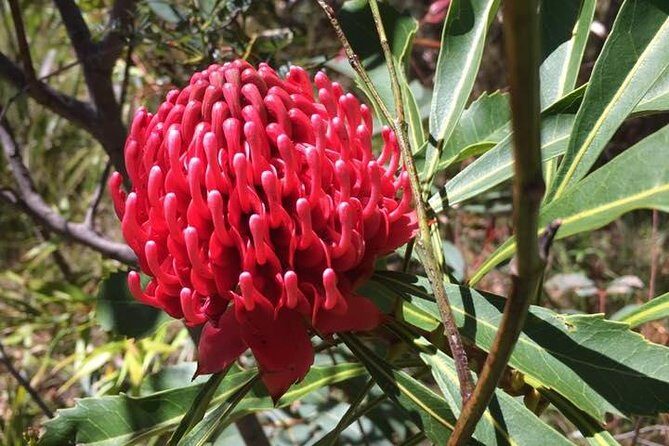 Blue Mountains Day Tour Including Parramatta River Cruise - FAQs