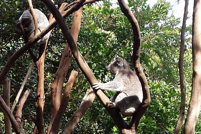 Blue Mountains Day Tour With Bushwalks, Waterfalls & Featherdale - First Stop: Blue Mountains Scenic Views and Guided Walks