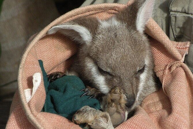 Blue Mountains Day Tour With Bushwalks, Waterfalls & Featherdale - Wildlife Encounters at Featherdale Wildlife Park