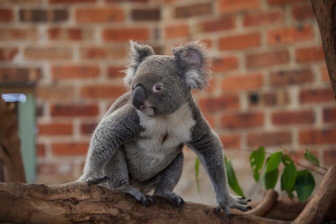 Blue Mountains Deluxe Small-Group Eco Wildlife Tour from Sydney - Authentic Experiences and Practical Insights