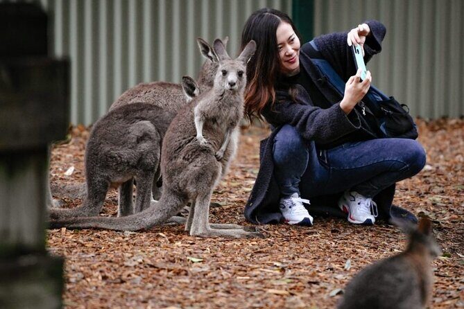 Blue Mountains Exclusive Private Tour - An In-Depth Look at the Tour Experience
