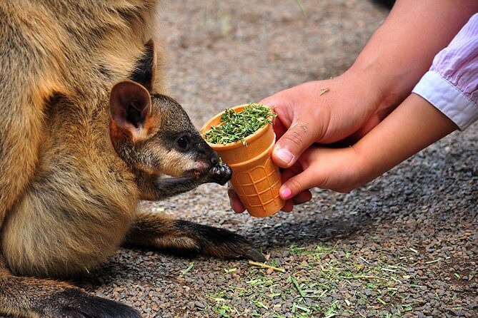 Blue Mountains Highlights, Wildlife Park and Scenic World Full Day Private Tour - An Overview of the Tour Experience