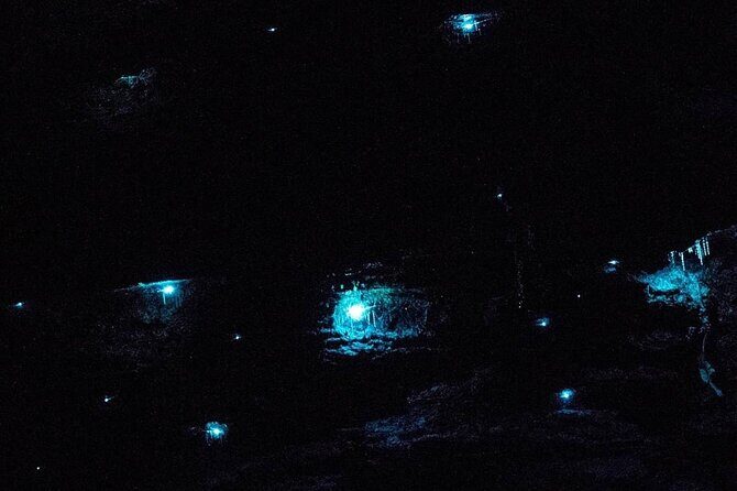 Blue Mountains Hiking Glow worms Cave Wildlife Spotlighting Night Adventure - A Deep Dive into the Night Adventure in the Blue Mountains