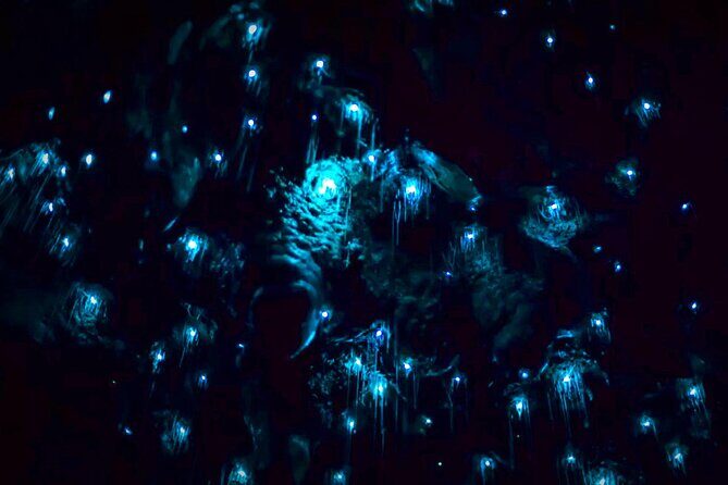 Blue Mountains Hiking Glow worms Cave Wildlife Spotlighting Night Adventure - Frequently Asked Questions