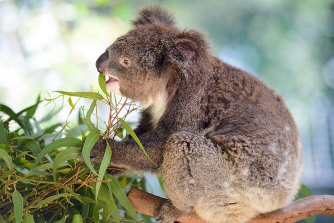 Blue Mountains | Koalas, Kangaroos & Bondi Beach Private Tour - Final Thoughts: Is this Tour Worth It?