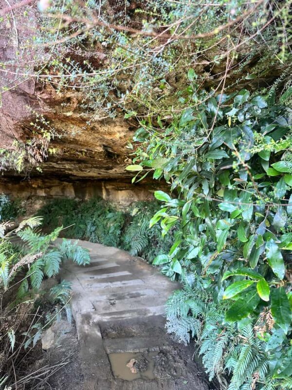 Blue Mountains: Overcliff-Undercliff Guided Hike - Authentic Reviews and Perspectives