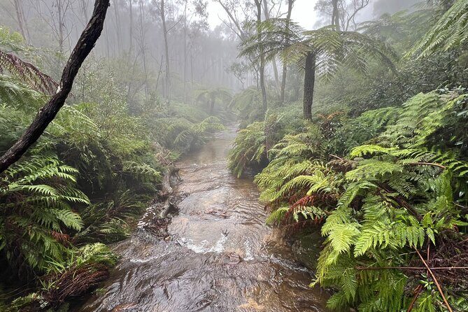 Blue Mountains Private Group Day Tour from Sydney - An In-Depth Look at the Itinerary and What You Can Expect