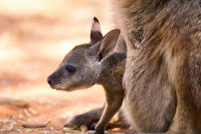Blue Mountains Private Tour | Koala, Kangaroo, & Waterfalls Day - The Bottom Line: Who Is This Tour For?