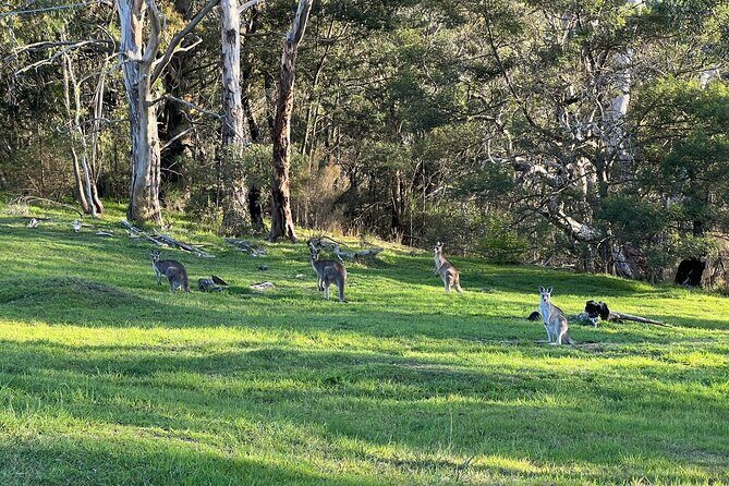 Blue Mountains Private Tour & Memorable Gems & wild marsupials - Key Points