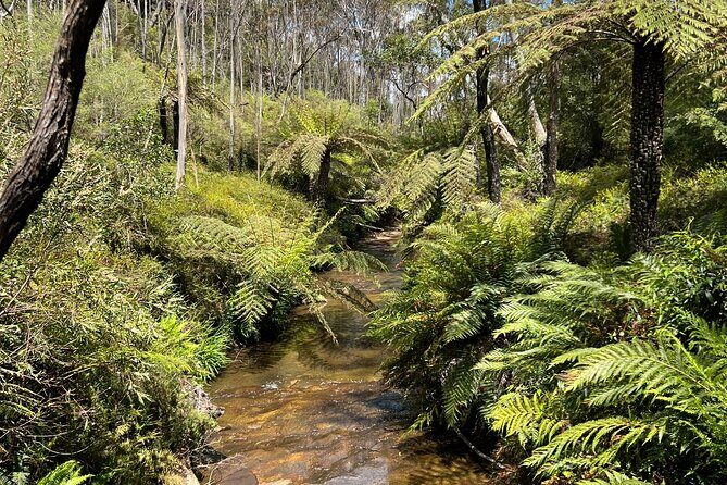 Blue Mountains Private Tour & Memorable Gems & wild marsupials - The Sum Up