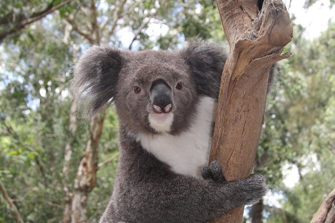 Blue Mountains Private Tour with Kangaroo and Koala Experience - Key Points