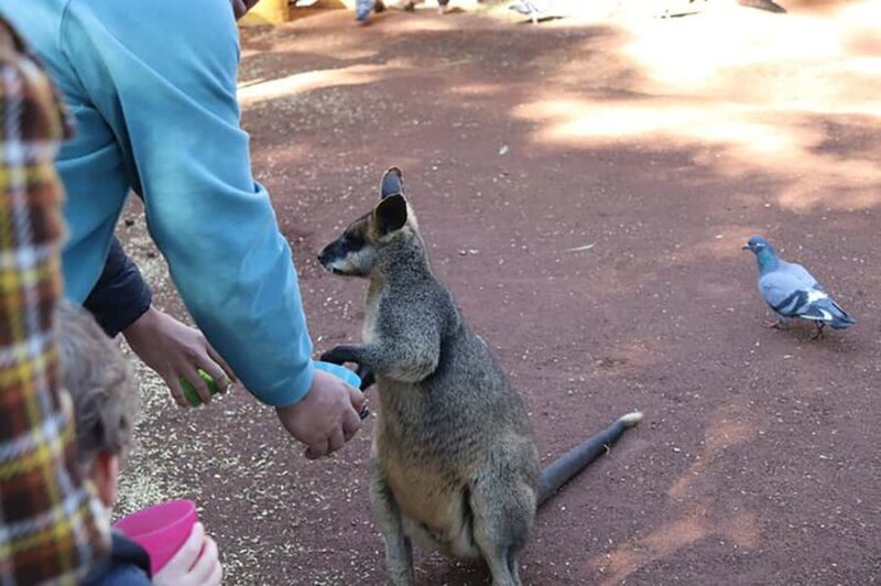 Blue Mountains: Private Tour with Wildlife and River Cruise - An In-Depth Look at the Tour