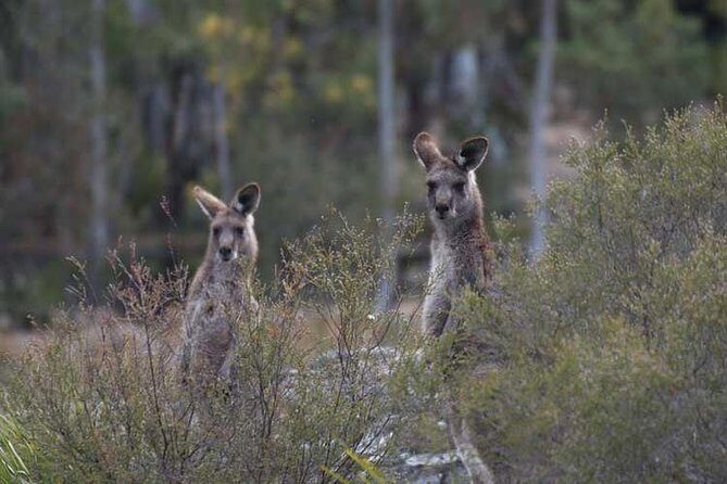 Blue Mountains Small-Group Insider Tour from Sydney - Key Points