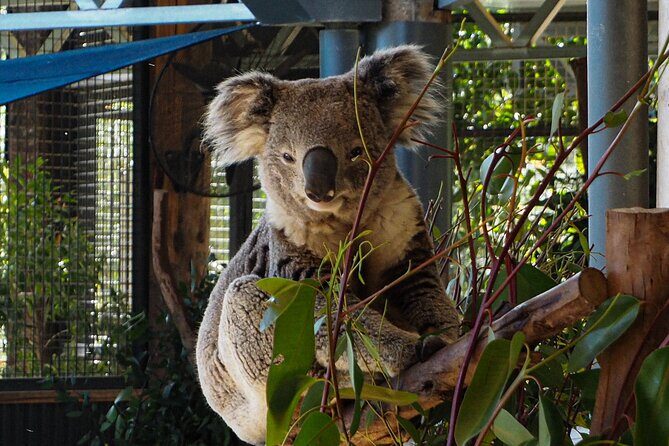 Blue Mountains Small Group Tour with Lunch, Zoo and Scenic World - FAQs
