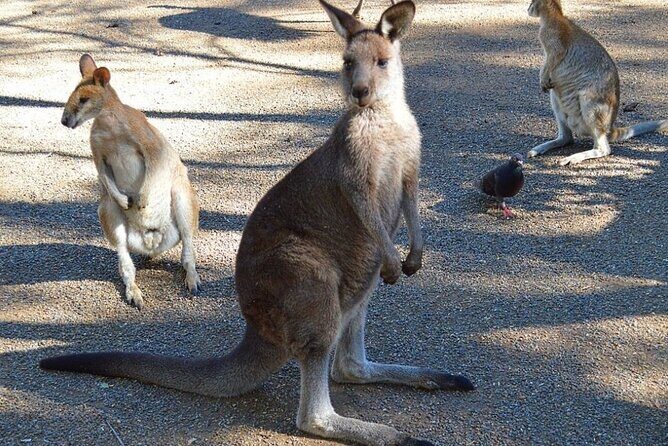 Blue Mountains Sunset Tour | See Kangaroos & Koalas (Private Tour) - Value and Practical Considerations