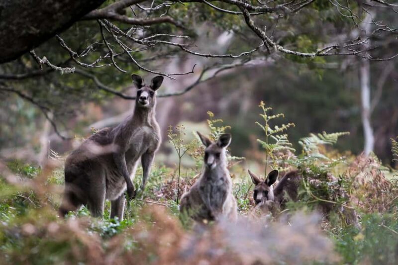Blue Mountains Sunset Waterfalls Wildlife Tour From Sydney - What’s Included and What to Expect