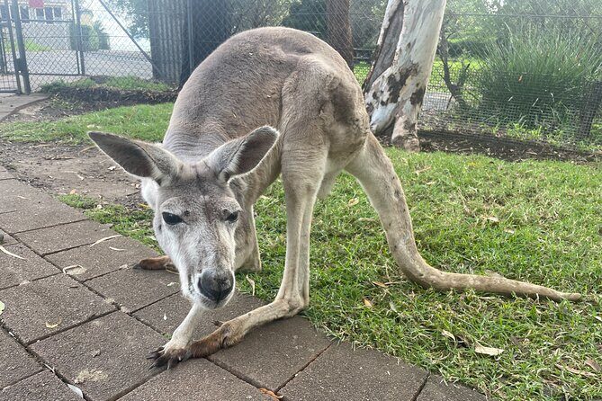 Blue Mountains Wildlife Full-Day Sights and Hiking from Sydney - The Value of the Experience