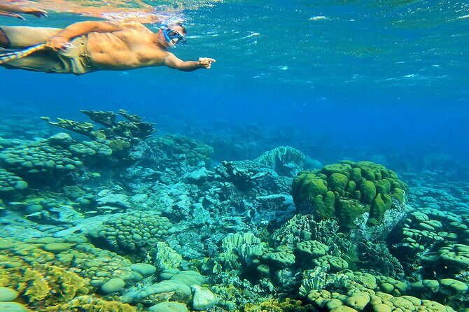 Blue Parrot Snorkel Sail with 4 course lunch or dinner in Aruba - Why Choose the Blue Parrot Snorkel Sail in Aruba?