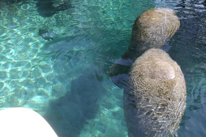 Blue Springs Kayak & Swim Wildlife Adventure - Who Will Love This Experience?
