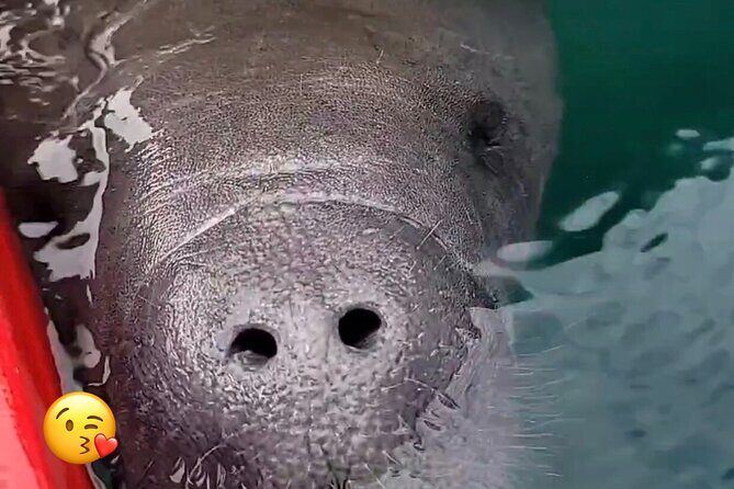 Blue Springs Manatee Tours & Wildlife Adventure Orlando - The Experience in Detail