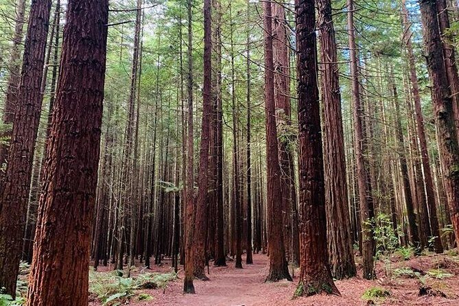 Blue Springs, Redwood Forest, Huka Falls Private tour - The Power of Huka Falls