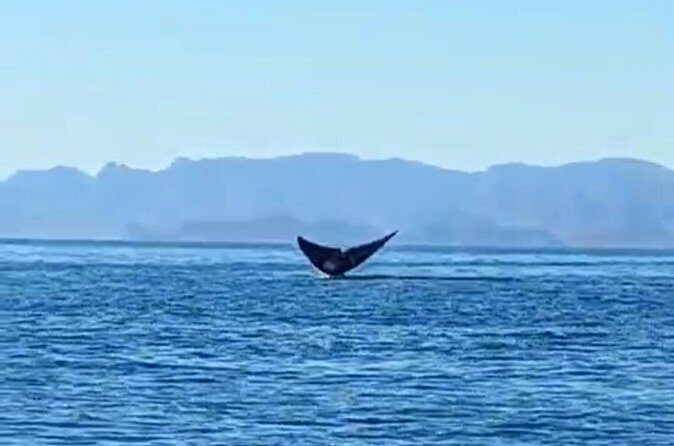 Blue Whale Watching Experience in Loreto - A Closer Look at the Blue Whale Watching Tour in Loreto