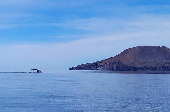 Blue Whale Watching Experience in Loreto - Final Thoughts: Is It Worth It?