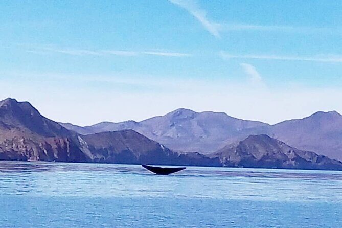 Blue Whale Watching in Loreto - Discover Blue Whale Watching in Loreto: A Truly Memorable Marine Adventure